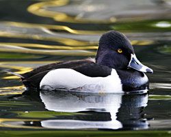 ring necked duck