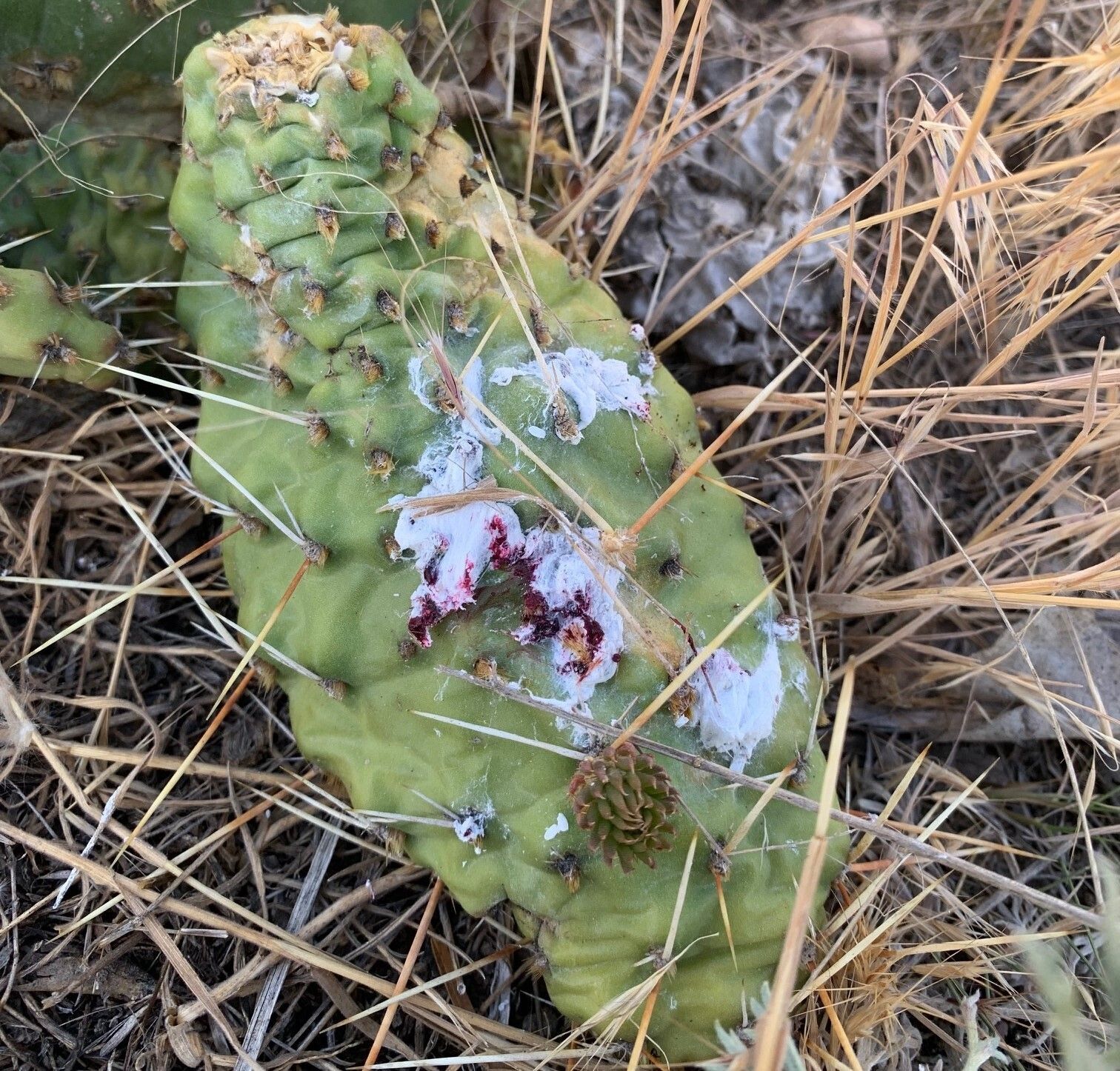 Cochineal Scale Insects on Nebraska Prickly Pear