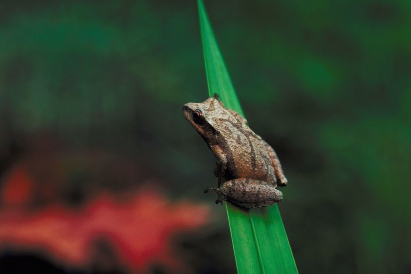 Northern Spring Peeper on a blade of grass.
