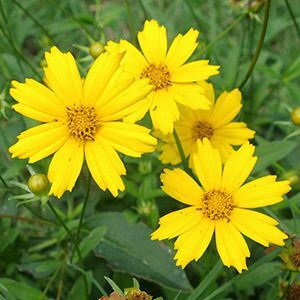 Lanceleaf Coreopsis
