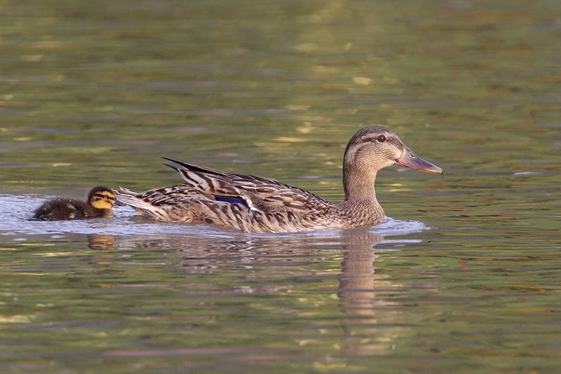 Mallards (female and young)