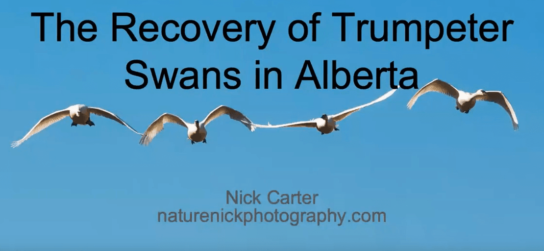 Webinar- The Recovery of Trumpeter Swans to Alberta