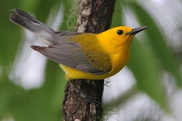 Prothonotary Warbler