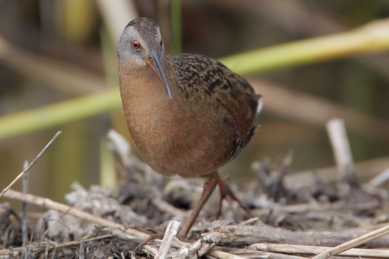 Virginia Rail