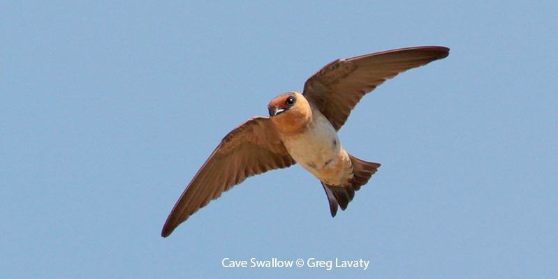 Cave Swallow