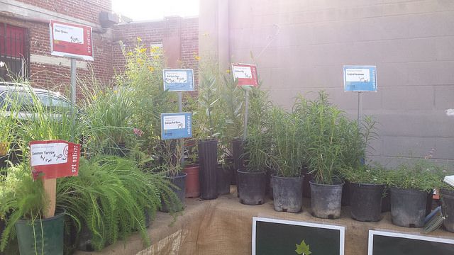 RSVP ONLY: 4/16 Volunteer Day at Dry Creek Native Plant Nursery