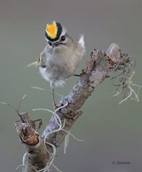 Golden-crowned Kinglet