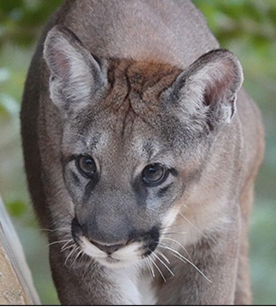 April 22, 2026, Florida Panther