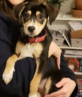 Judith - ADOPTED