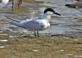 Beak of the Week: Sandwich Tern