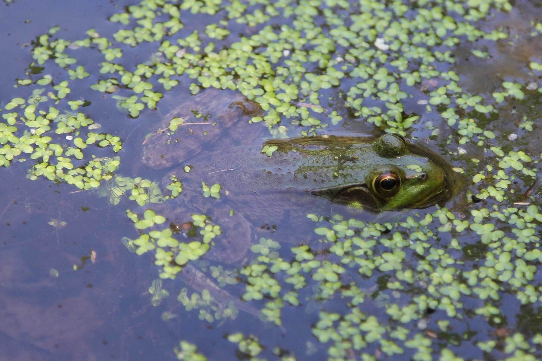 American Bullfrog