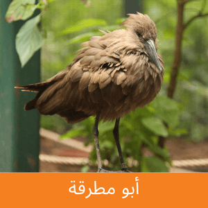 hammerkop