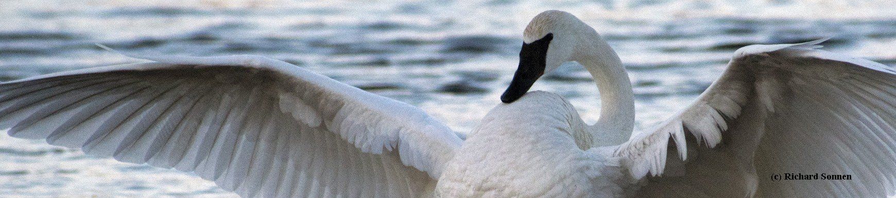 The mission of The Trumpeter Swan Society is to assure the vitality and welfare of wild Trumpeter Swans