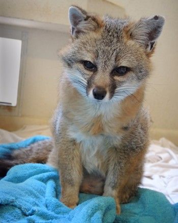 Gray fox sanctuary Southwest Wildlife