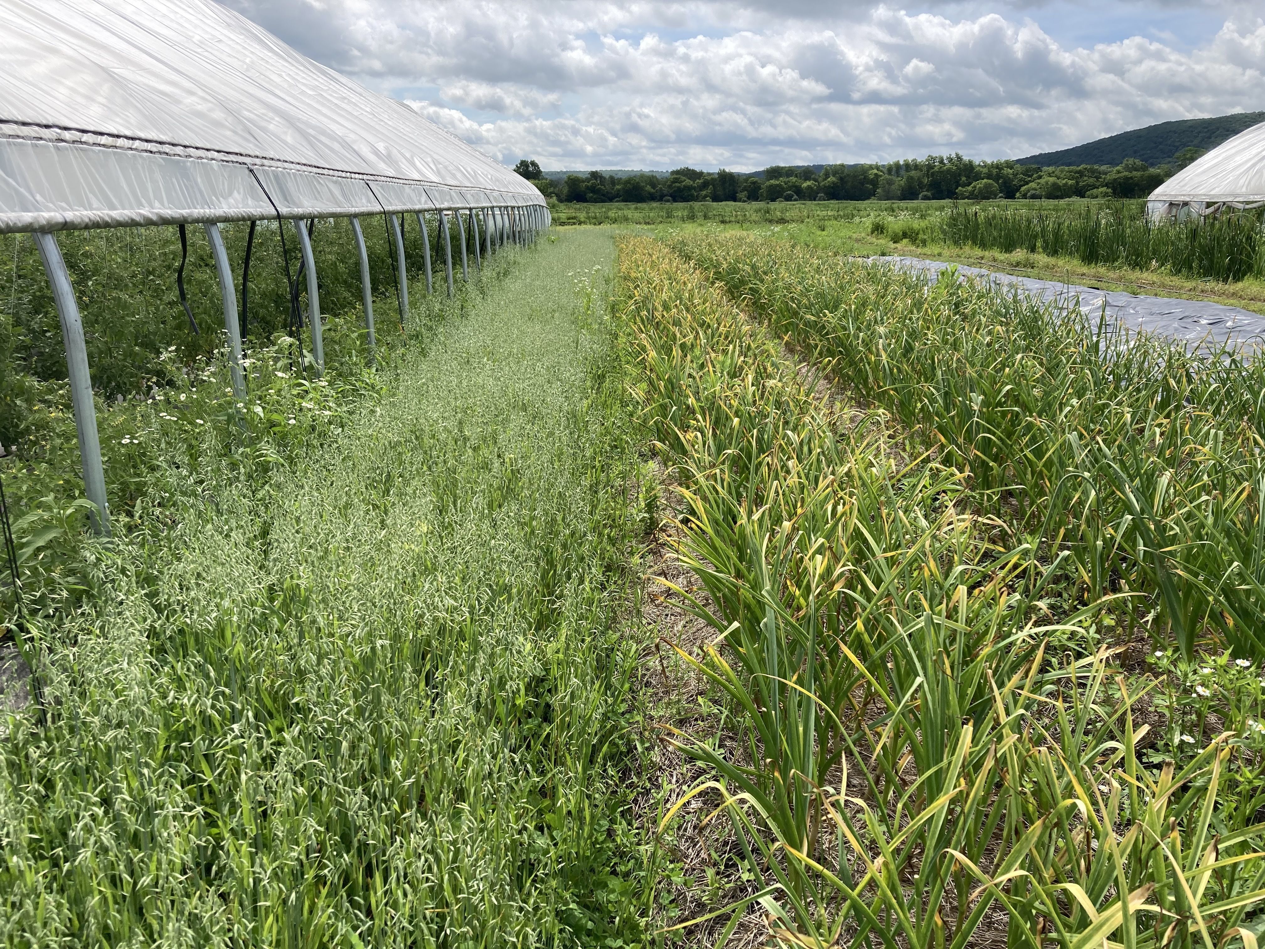 Rise and Root Farm, oats along the greenhouse periphery, for erosion control and harvesting for medicinals