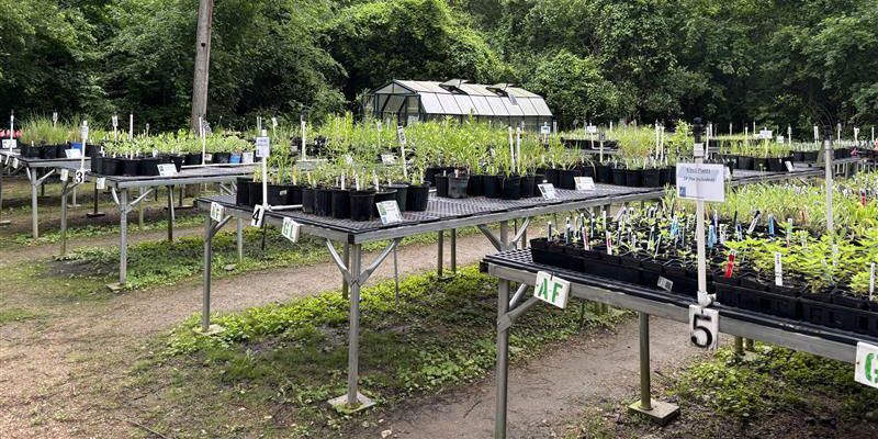 Natives Nursery