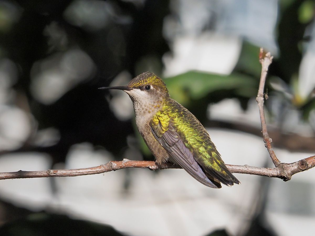 Celebrate National Hummingbird Day
