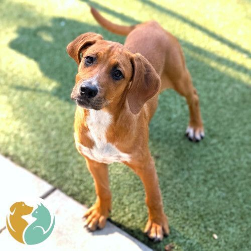 LUNA - Adoption Pending! 