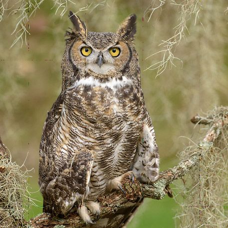 Listen for Great Horned Owls