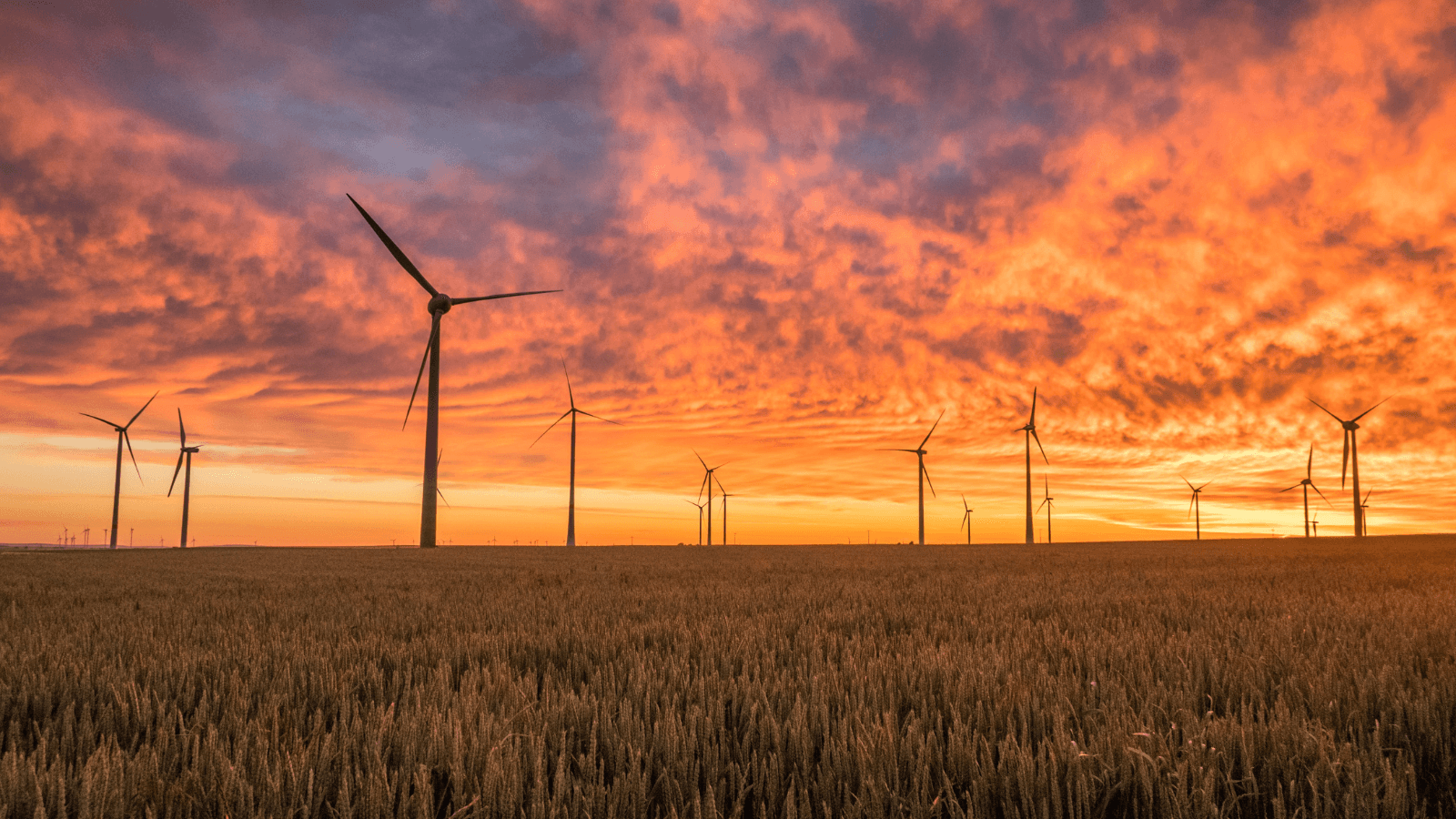 Windmills at sunset