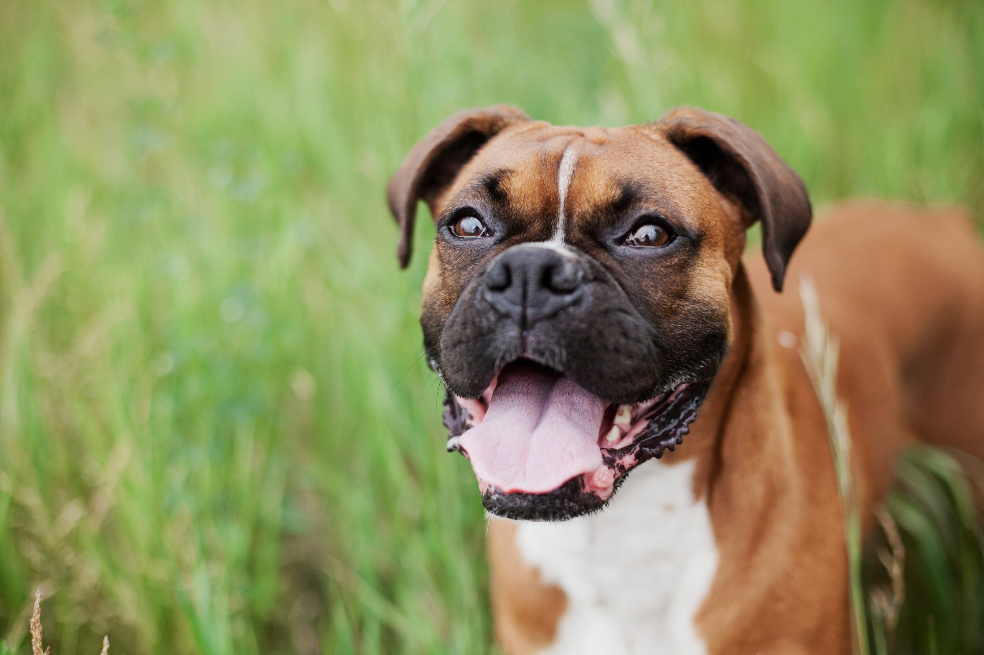 Vaccine & Microchip Clinic