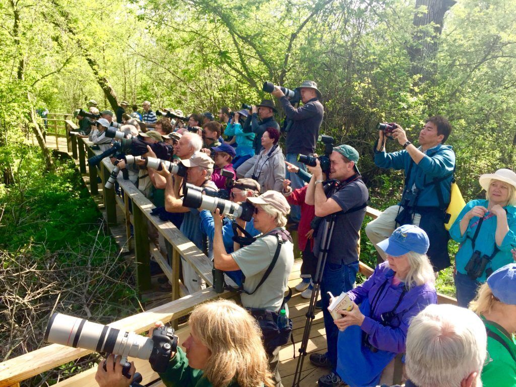 Lots of photographers taking pictures of birds.