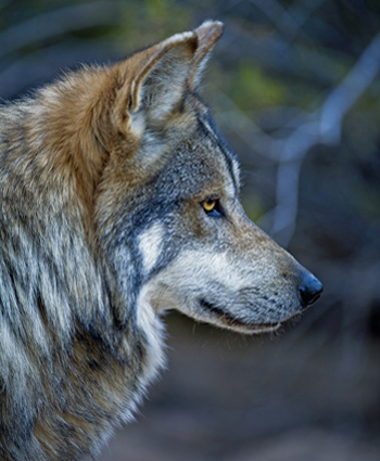 M942 Himuti Mexican gray wolf by Robin Silver Southwest Wildlife