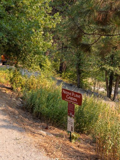 Native Plant Garden
