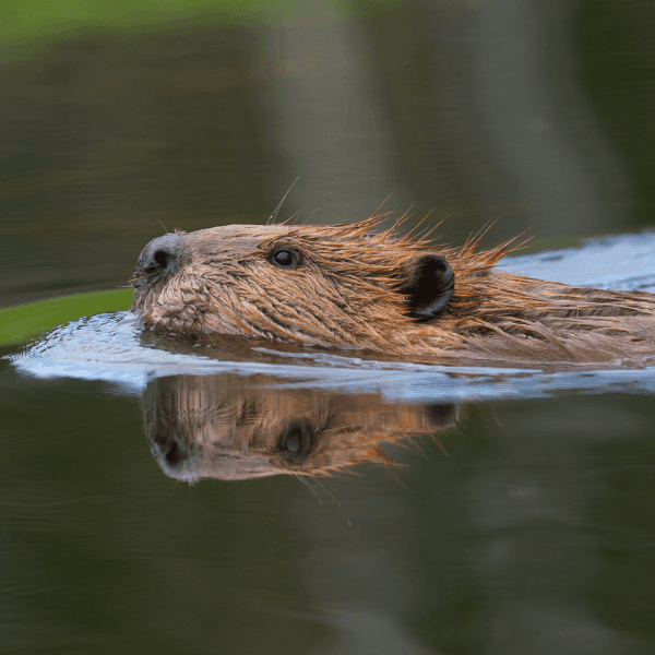 beaver swimming in a pond in arizona
