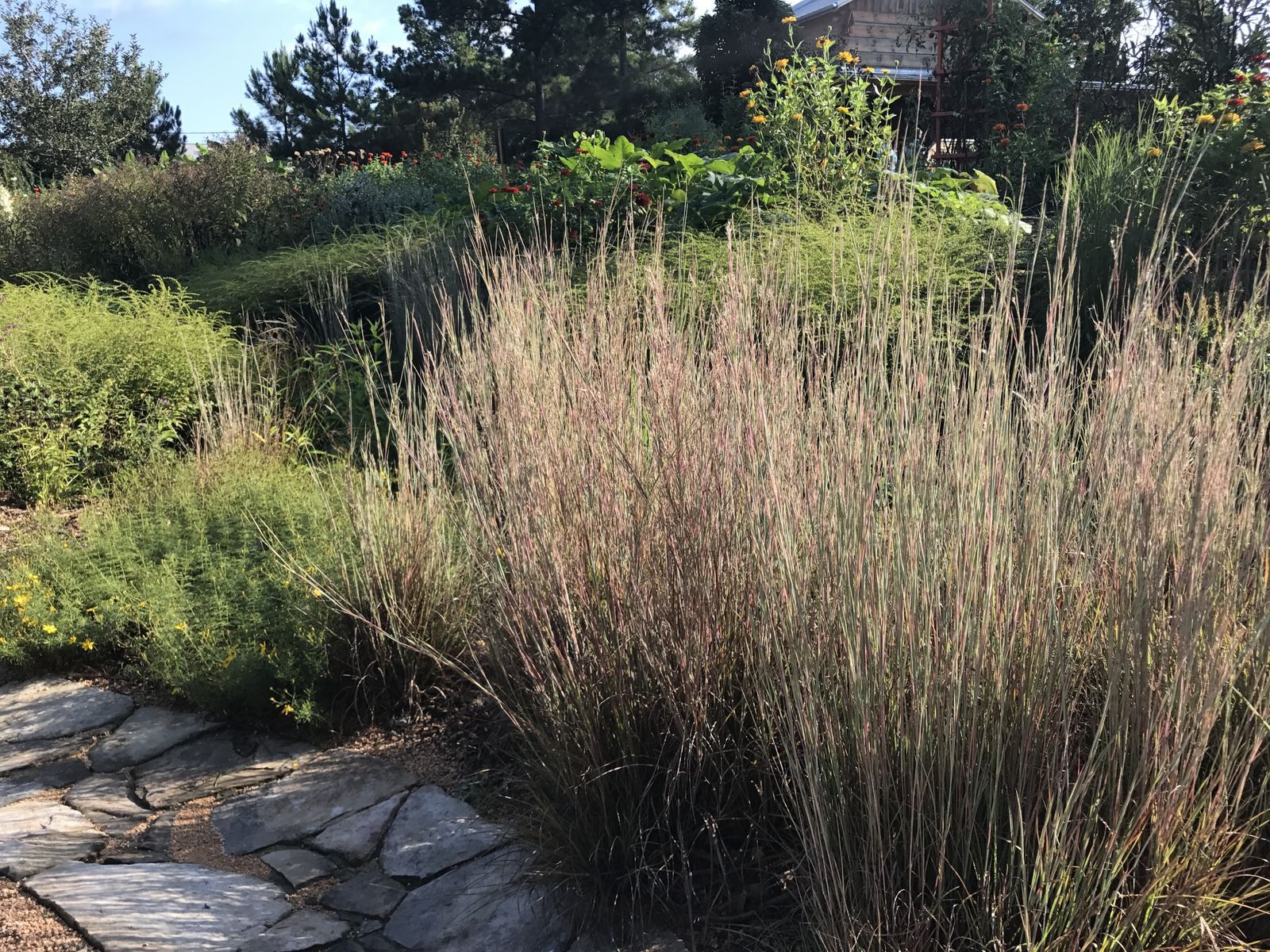 Photo shows Prairie Blues blue stem grass, a tallgrass with bluish hues.