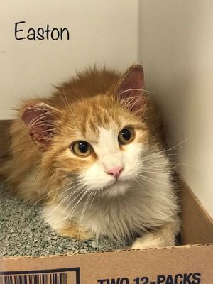 EASTON