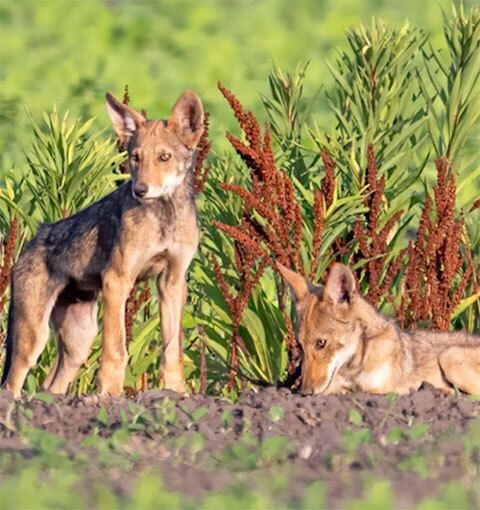 Two young adult red wolves.