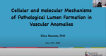 Cellular and Molecular Mechanisms