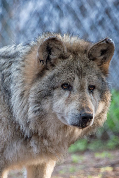 F522 Manilita Mexican Gray Wolf photo by WJ Wheaton