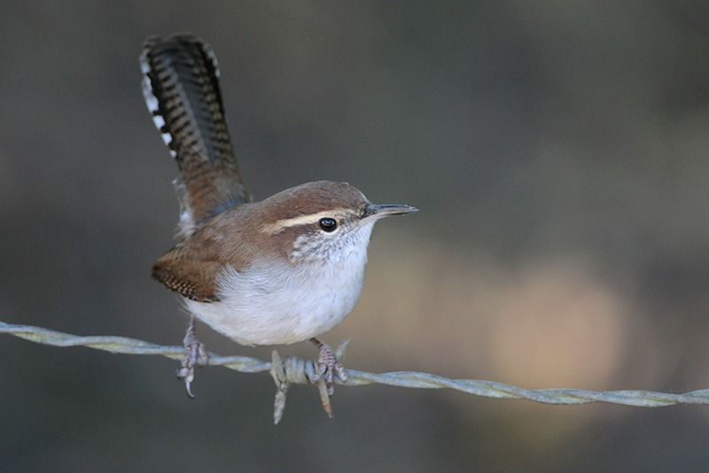 Bewick's Wren