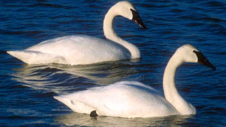 BLANE KLEMEK COLUMN: Trumpeter swans: Beauty and grace in Minnesota