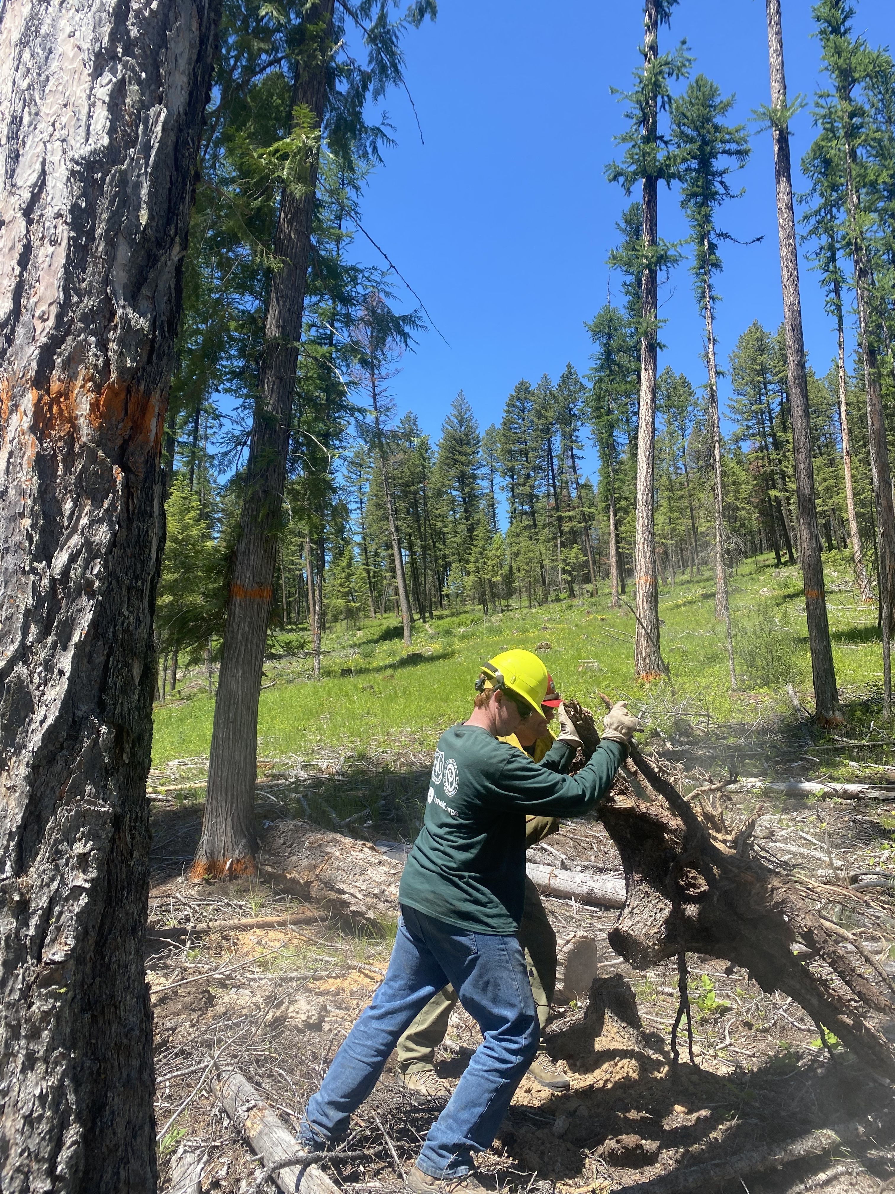 A young person wearing a helmet and PPE pushes a stump by the roots.