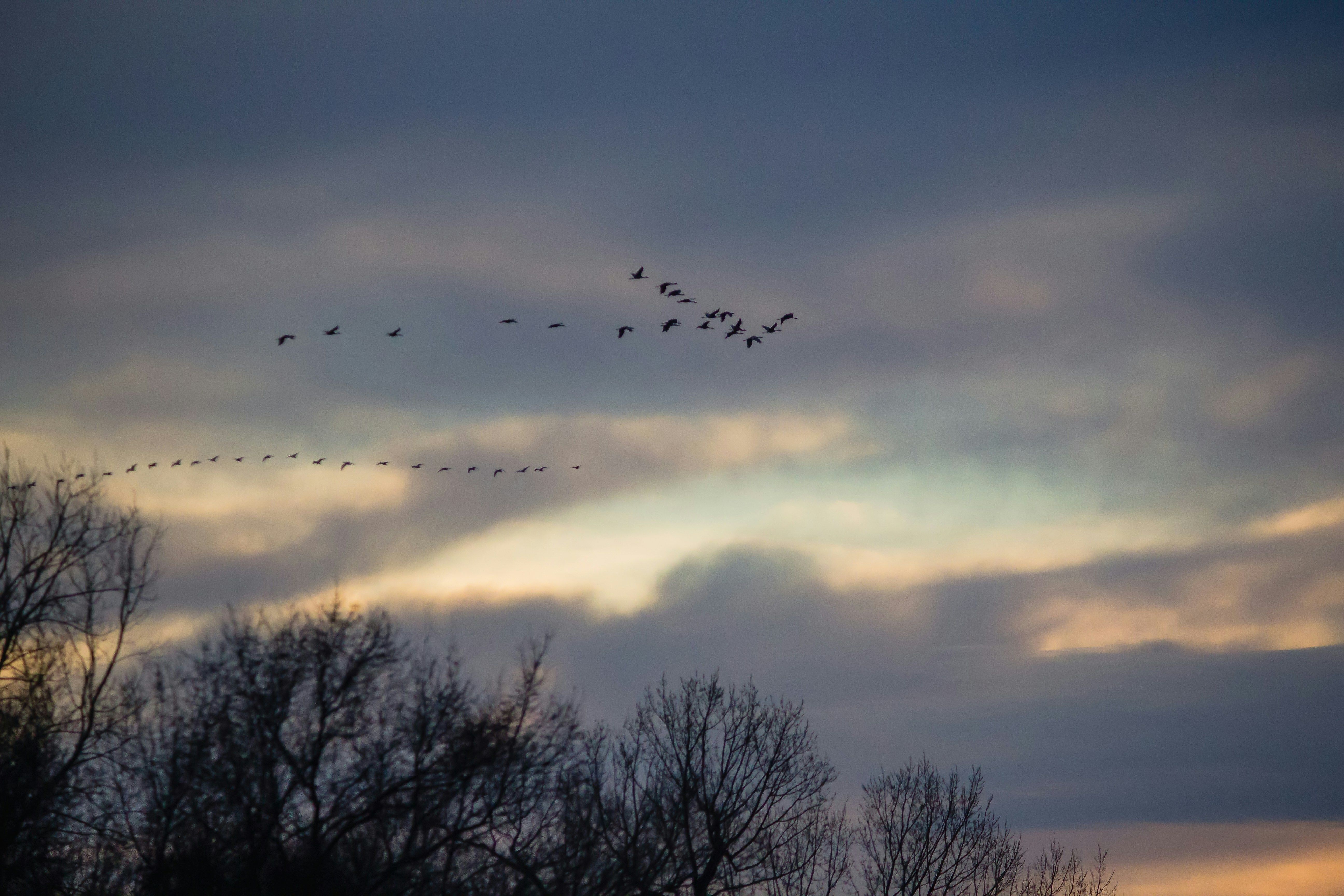 World Migratory Bird Day - Celebrating Birds that Support our Environment