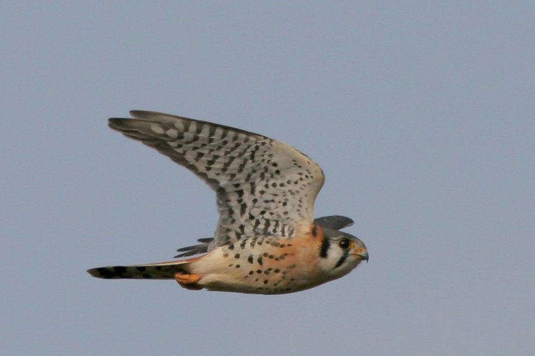 American Kestrel