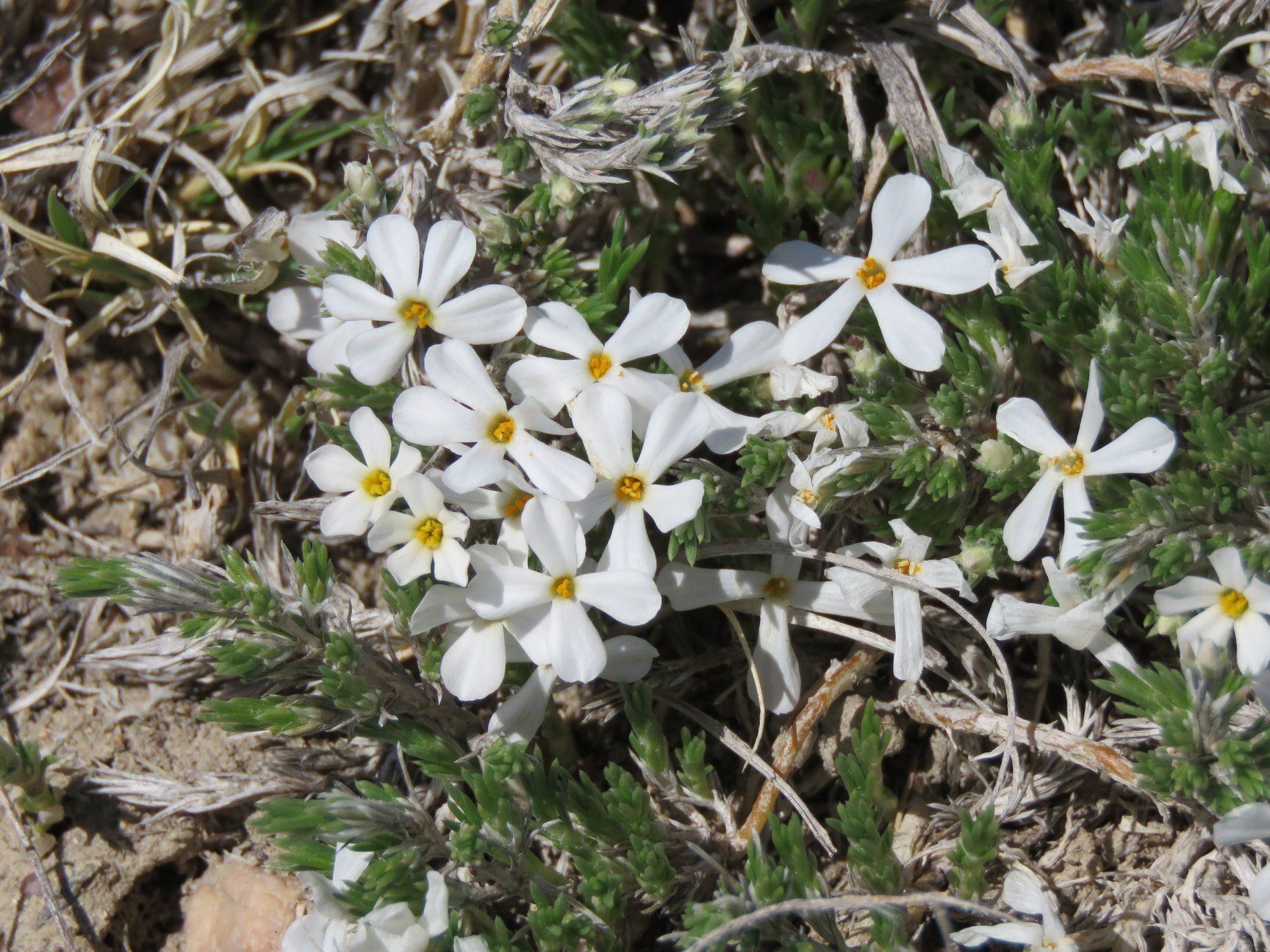 Field Trip: Urban Habitat Hike at Cottonwood Creek