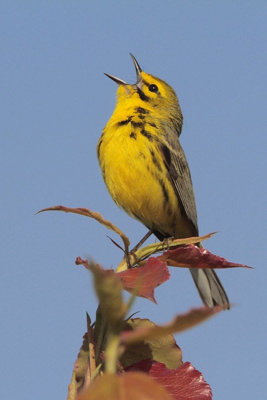 Prairie Warbler