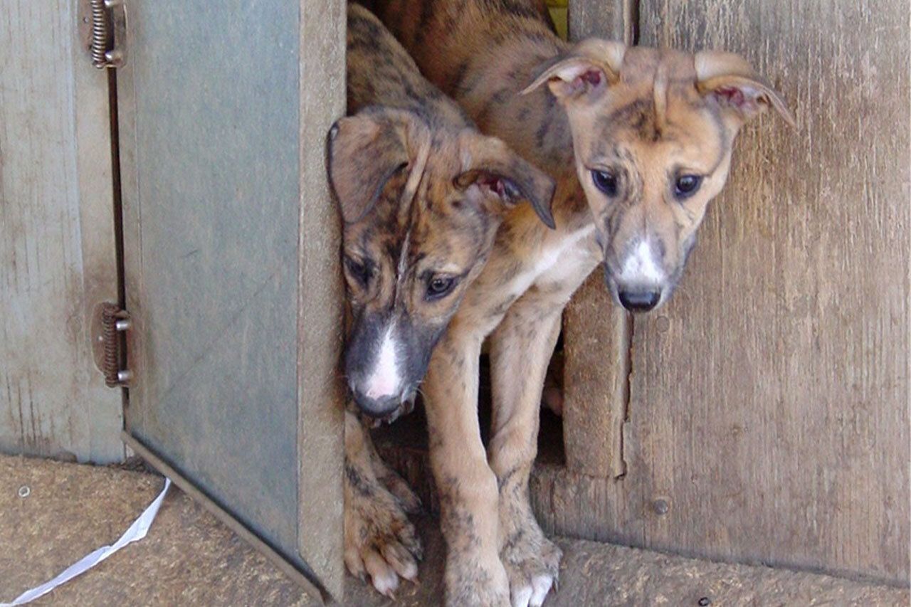 Two dogs coming out of door