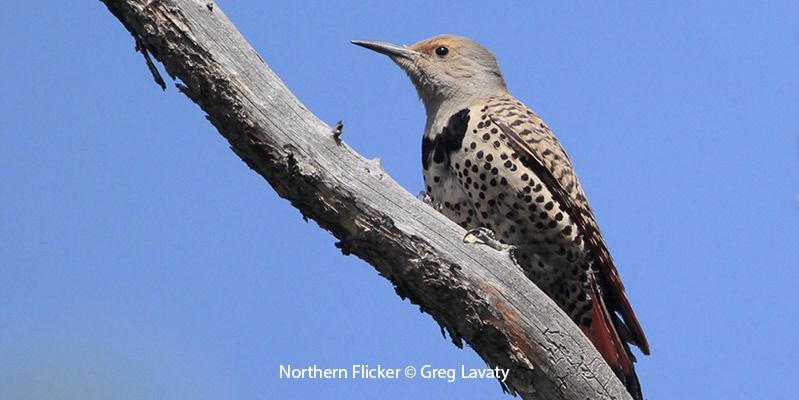 Northern Flicker