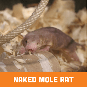 Naked Mole Rat