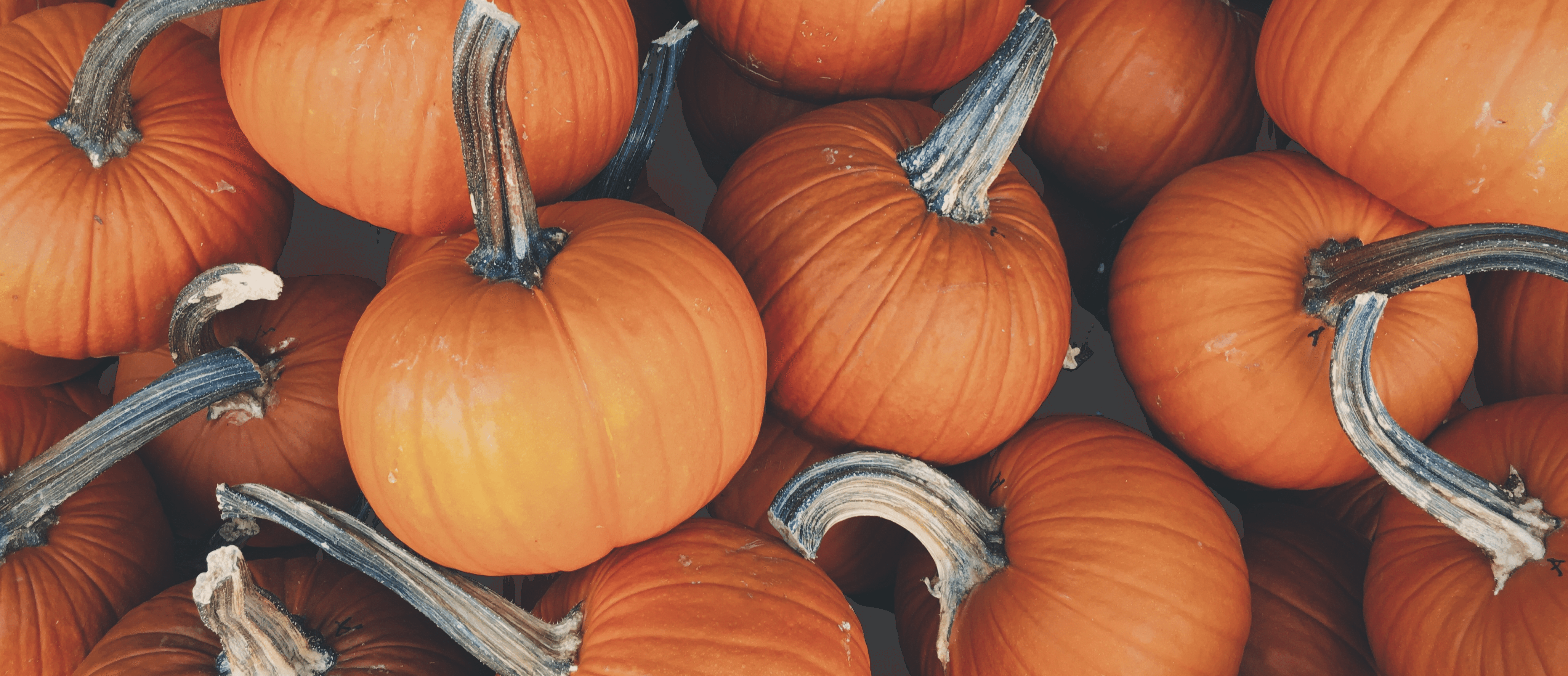 Pumpkin Donation