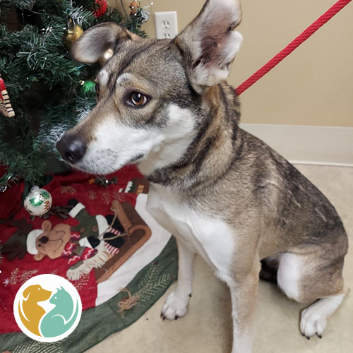 Toledo Animal Rescue Adopt Dogs & Puppies