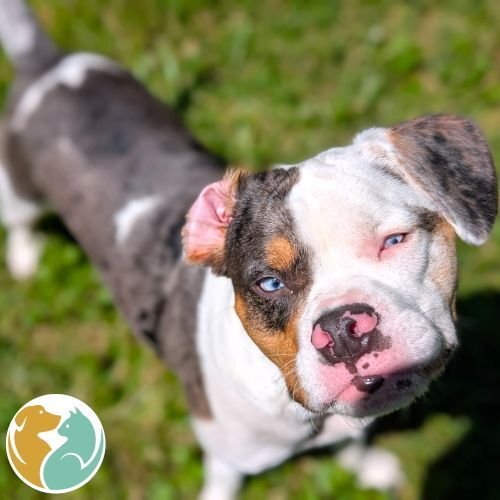 SIMON-ADOPTED 8/8!