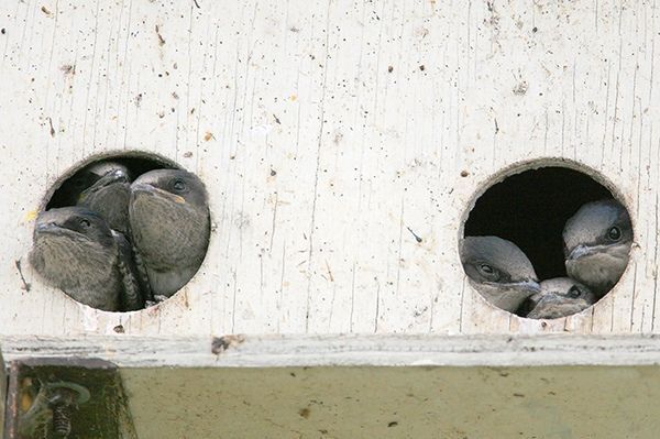 Purple Martins nesting