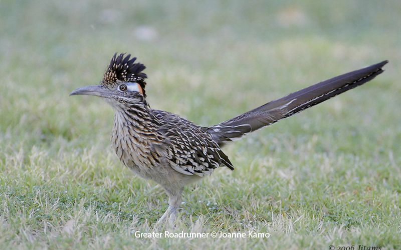 Greater Roadrunner