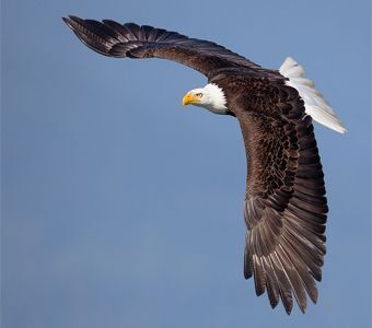 SDBA in the News: Bald Eagle Baby Boom